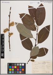Foto von Salix caprea L.